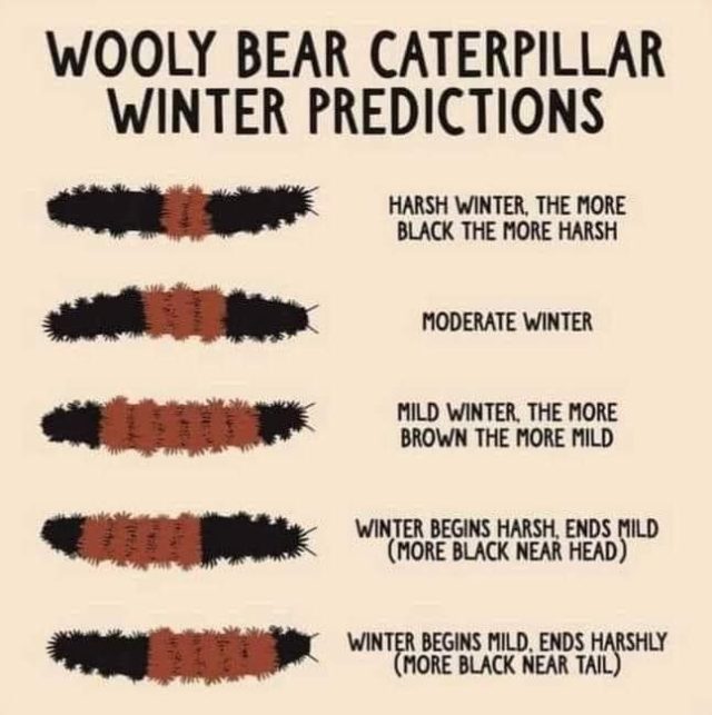 Woolly Bear Caterpillar Winter Predictor Home Design, Garden