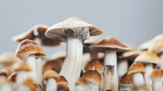 Designer ‘shrooms Might Be Used In Psychotherapy As Scientists Unlock 