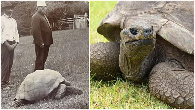 The World’s Oldest Living Land Animal, a Tortoise Named Jonathan, Turns ...