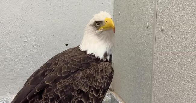 Bald Eagle Released After Recovering from Being Hit by Truck on Long ...