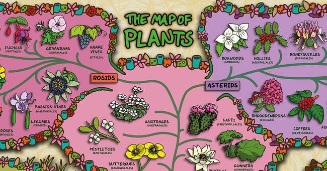 colorful-map-of-plants-visualizes-the-complex-diversity-and-evolution