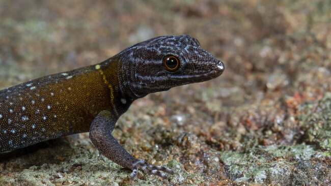 Biologist Finds Beautiful Blue Gecko, Named the New Species ‘Vangoghgi ...