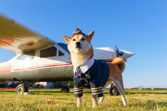 BARK Air’s Flights For Dogs Are Now Boarding for Pawesome Adventures ...