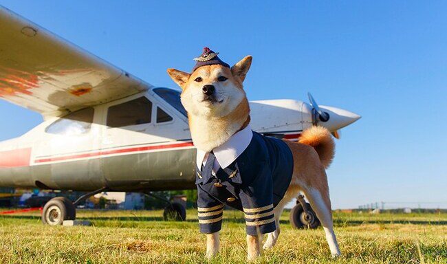 BARK Air’s Flights For Dogs Are Now Boarding for Pawesome Adventures ...