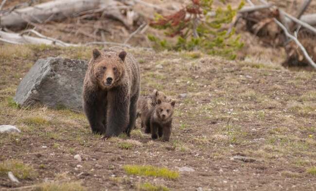 Five Grizzly Bear Cubs With Their Mom Spotted in Yellowstone for the ...
