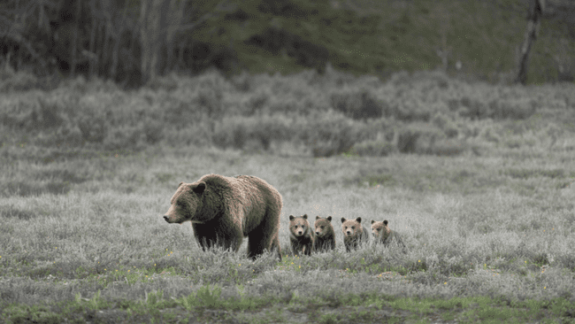 Five Grizzly Bear Cubs With Their Mom Spotted in Yellowstone for the ...