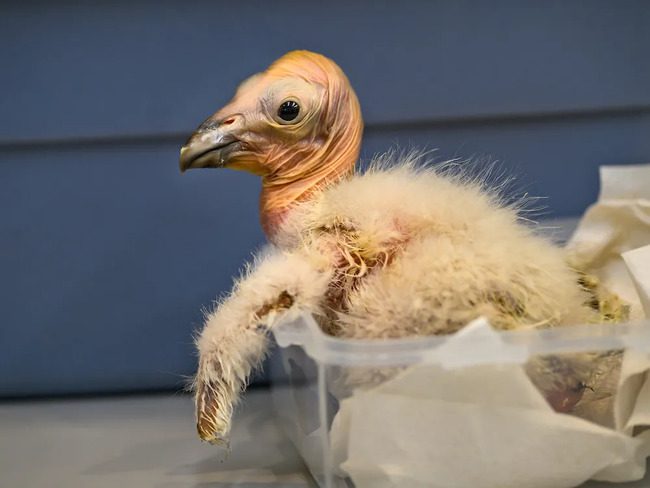 Record-Breaking 17 Endangered California Condor Chicks Born at LA Zoo ...