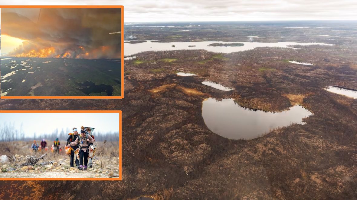 From Ashes to Action: Manitoba Launches Massive Tree-Planting Offensive ...
